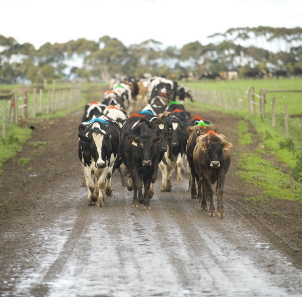 All Bull Cattle Colour